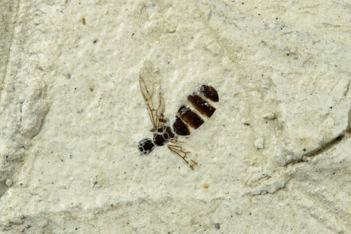 Miocene Winged Ant (Formicidae) Fossil - Murat, France #254025